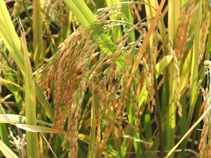 台南市後壁區-飽滿的稻穗