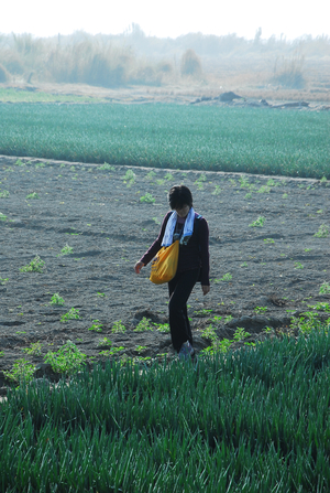 彰化縣大城鄉 蔥田