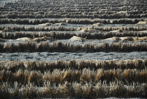 彰化縣 大城鄉 濁水溪附近的農田