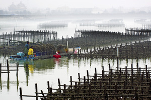 嘉義縣布袋鄉布袋村 蚵棚之美