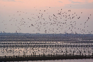 台南市北門鄉蘆竹溝 黑腹燕鷗歸巢之美
