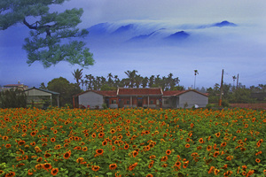 高雄市美濃區美濃里 向日葵之美