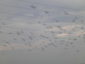 屏東縣恆春鎮-龍鑾潭南岸