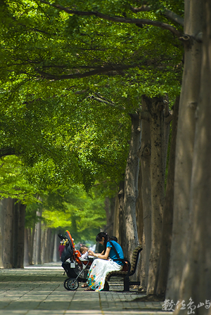 小葉欖仁步道