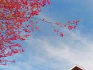 新竹縣五峰鄉-探山櫻