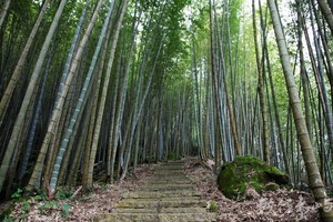嘉義縣梅山鄉－瑞里綠色隧道