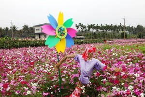 高雄市杉林區－葵舞杉林