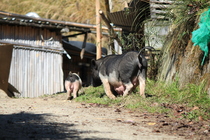 新竹縣尖石鄉-司馬庫斯