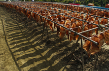 雲林縣口湖鄉 -日曬魷魚