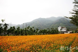 高雄市美濃區－花海