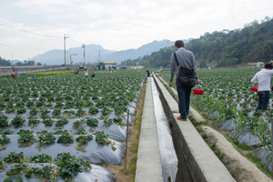 苗栗縣大湖鄉-採莓趣