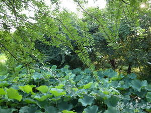 新北市永和區─秘密花園