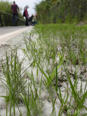 新北市永和區─三月雪