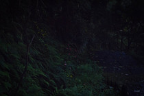 台北市文山區-火金姑舞會