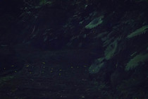 台北市文山區-政大海底慢游