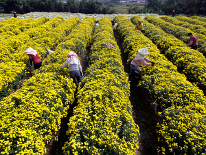 苗栗縣_銅鑼鄉九華村杭菊
