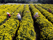 苗栗縣_銅鑼鄉九華村杭菊