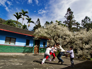 南投縣_信義鄉梅園
