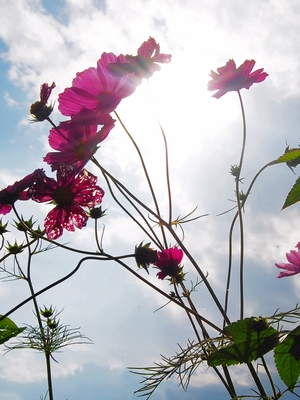 花蓮縣鳳林鎮—休息●波斯菊