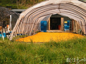 花蓮縣富里鄉--金針花毯