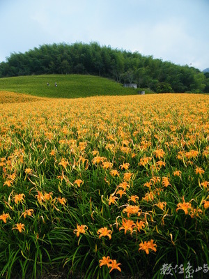 花蓮縣富里鄉--山海金針花