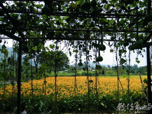 花蓮縣富里鄉--金針花海