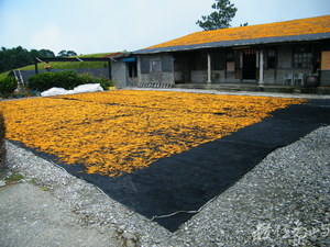花蓮縣富里鄉--金針花絨毯