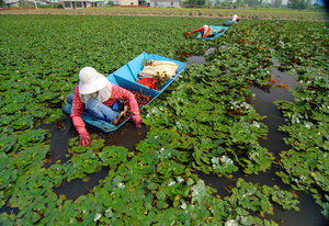 台南市官田區-菱角2008.10.14