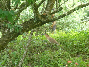台南市楠西區-梅嶺