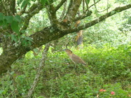 台南市楠西區-梅嶺