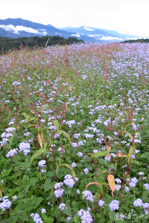 花蓮縣富里鄉─台灣北海道