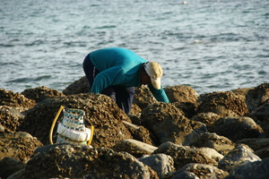 澎湖縣西嶼鄉-靠海維生