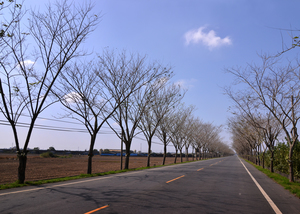 台南市白河區－鄉道