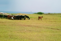 澎湖縣西嶼鄉-西嶼濱海