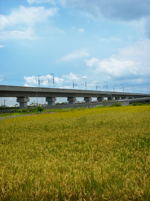 台南市歸仁區-高鐵橋下稻田美景