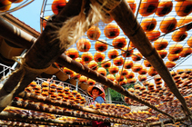 新竹縣新埔鎮 - 曬柿餅