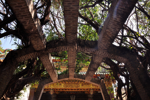 澎湖縣白沙鄉 - 通樑古榕