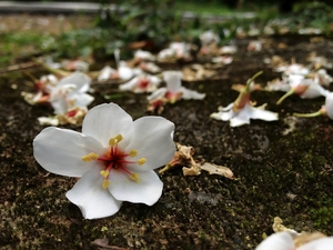 新山桐花落