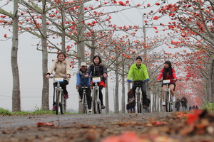 台南市白河區-木棉道