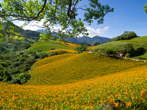 花蓮縣_富里鄉六十石山金針花