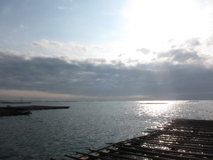 蚵仔；牡蠣；生蠔