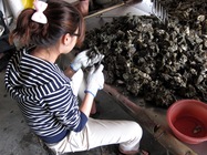 蚵仔；牡蠣；生蠔