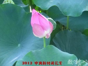 2012中興新村荷花賞