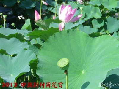 2012中興新村荷花賞