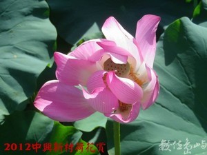 2012中興新村荷花賞