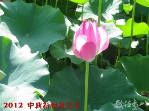 2012中興新村荷花賞