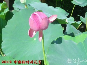 2012中興新村荷花賞