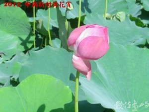 2012中興新村荷花賞