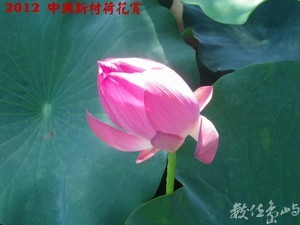 2012中興新村荷花賞