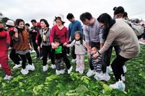 苗栗縣公館鄉－千人踩福菜